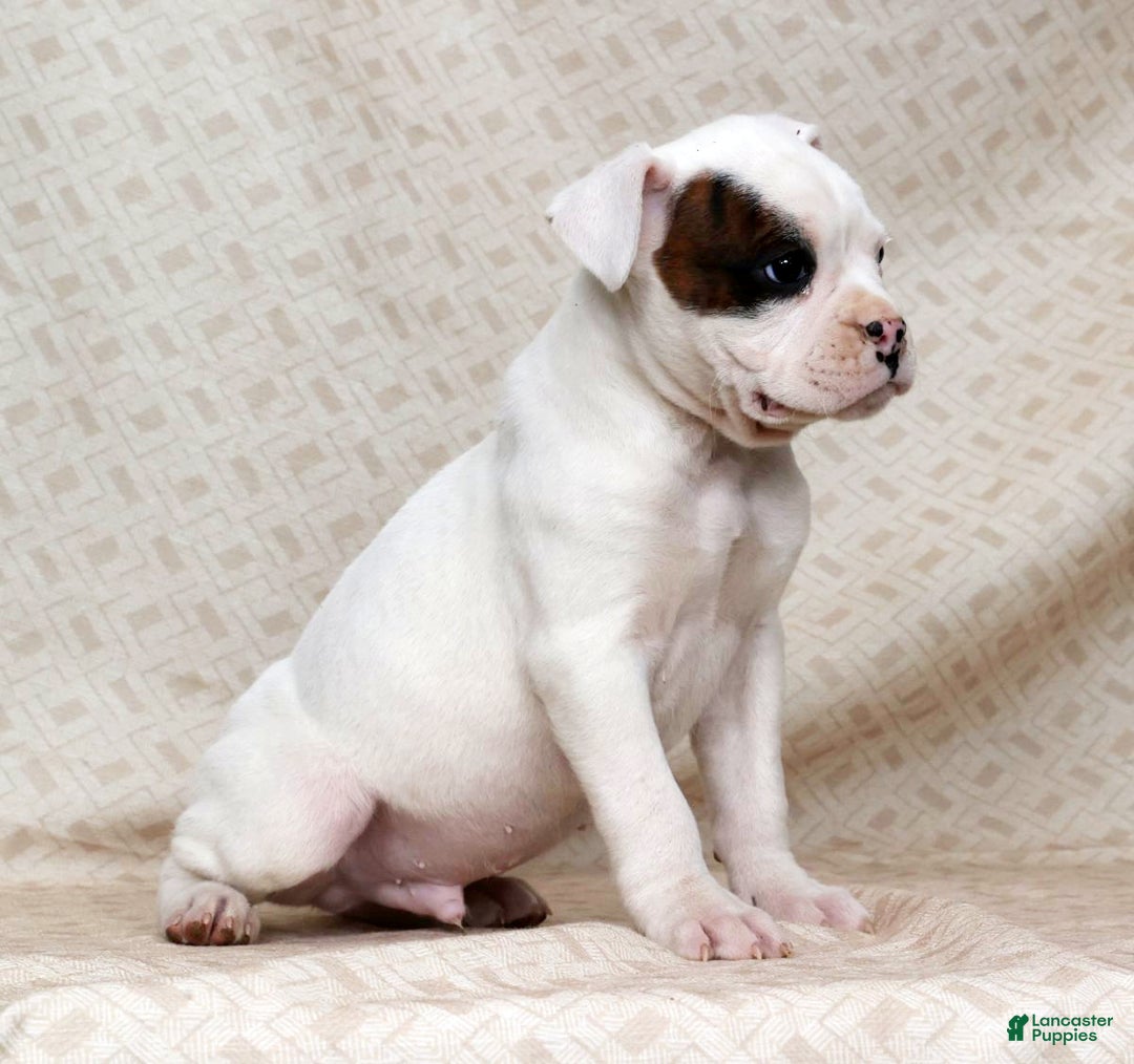 Boxer dogs for sale: Winchester - Ad 9