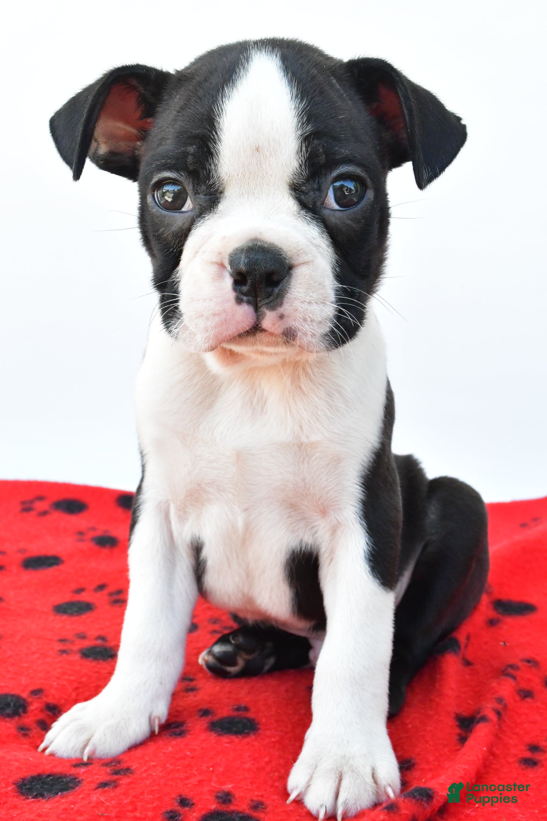 Boston Terrier dogs Ranger - Ad 1
