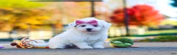 Havanese dogs for sale: Lilah - Ad 1