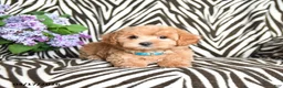 Maltipoo dogs for sale: Luigi - Ad 3