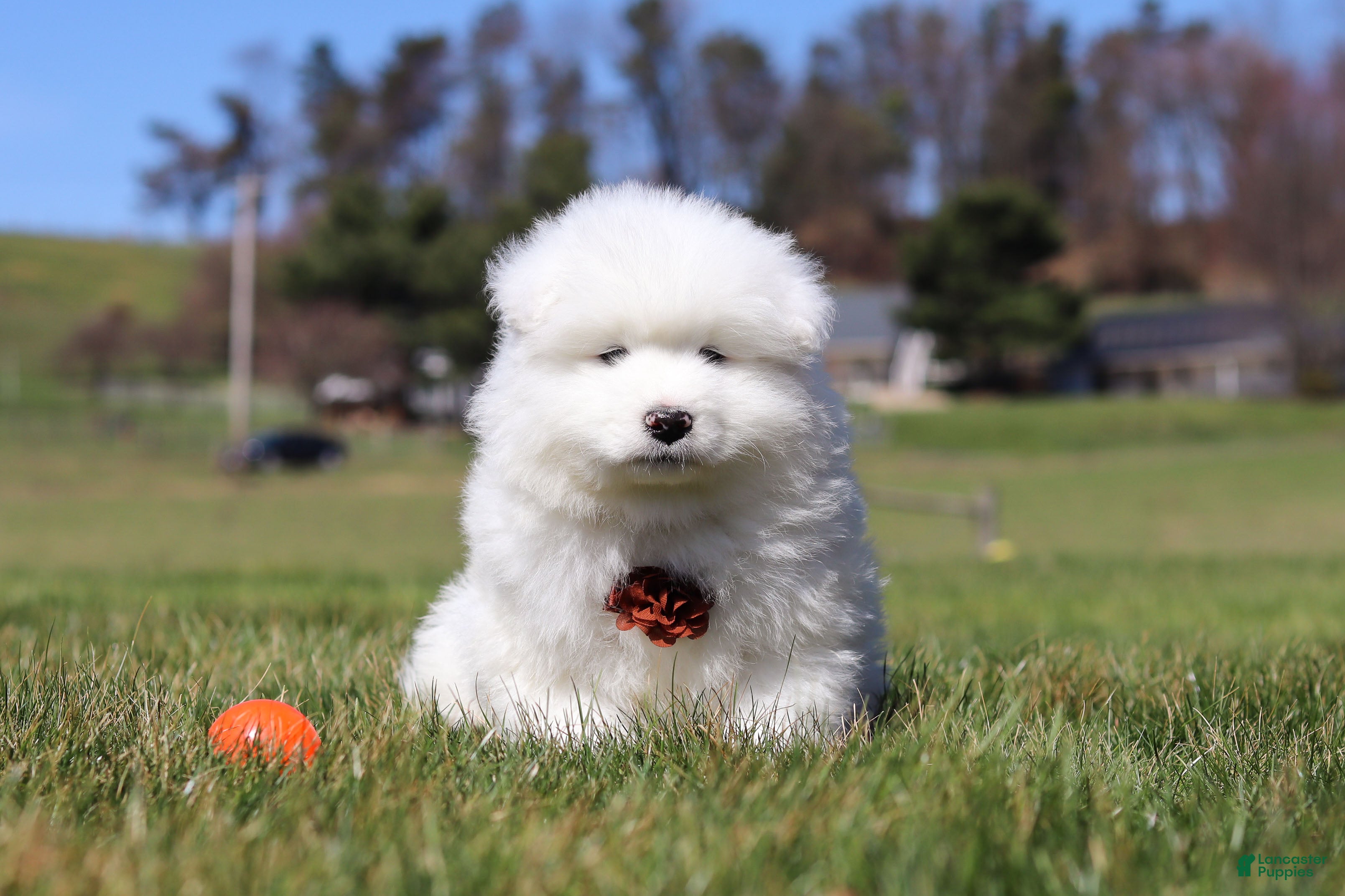 Samoyed dogs Bear - Ad 1