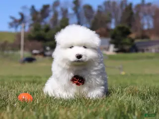 Samoyed dogs for sale: Bear - Ad 1