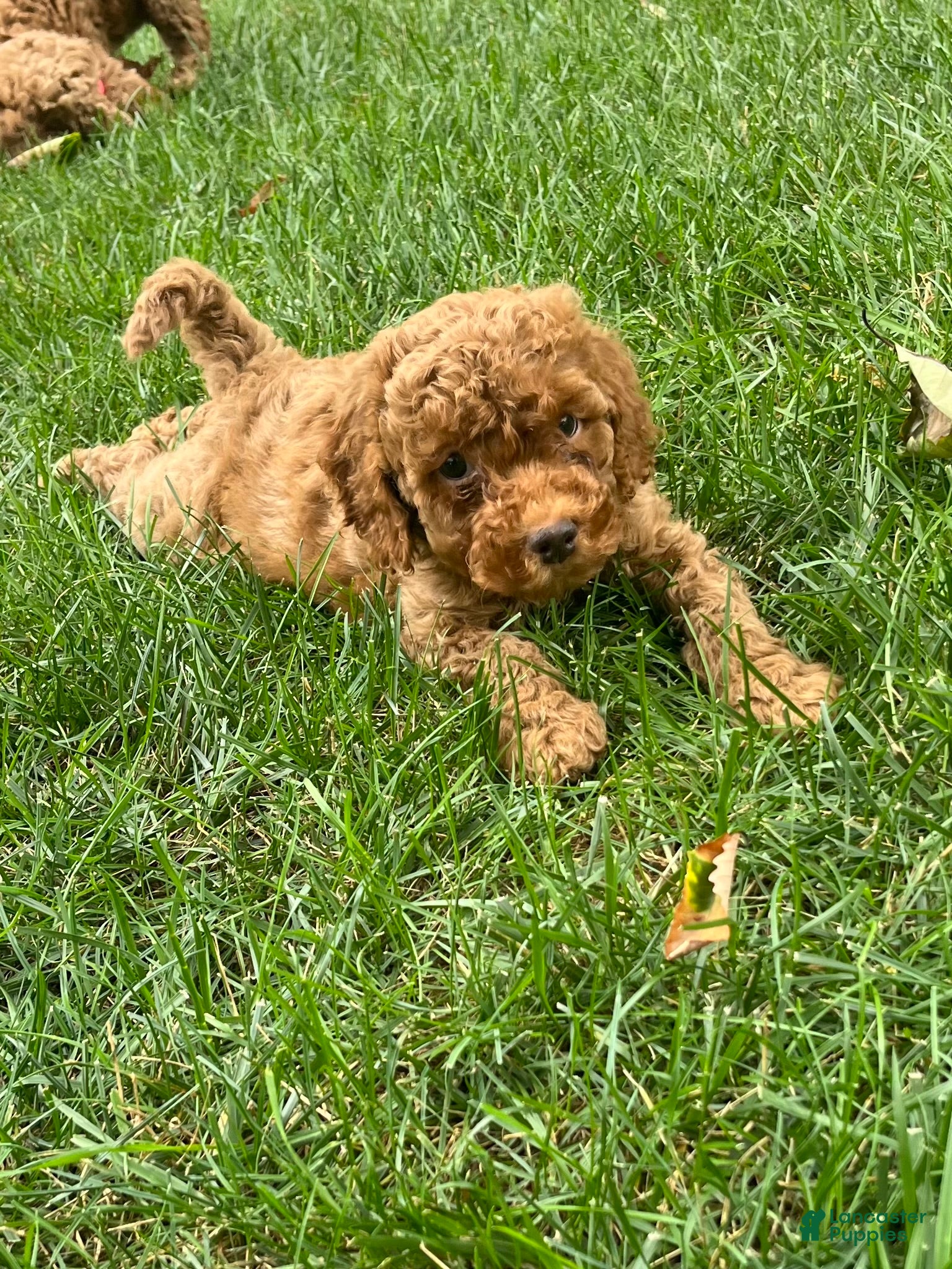 Mini Goldendoodle dogs Nugget - Ad 2