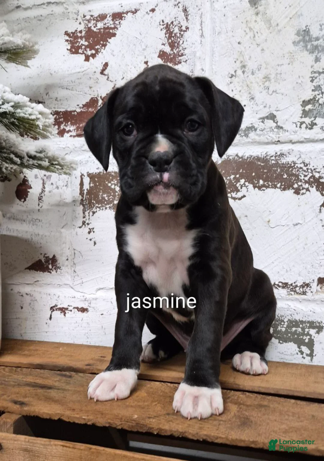 Boxer dogs for sale: Jasmine - Ad 1
