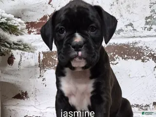 Boxer dogs Jasmine - Ad 10