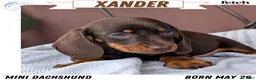 Miniature Dachshund dogs for sale: Xander - Ad 1