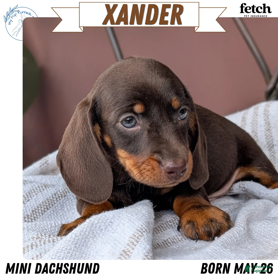 Miniature Dachshund dogs for sale: Xander - Ad 1