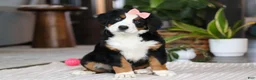 Bernese Mountain Dog dogs for sale: Lily - Ad 7