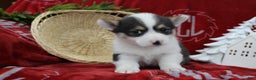 Welsh Corgi Pembroke dogs for sale: Buddy - Ad 5