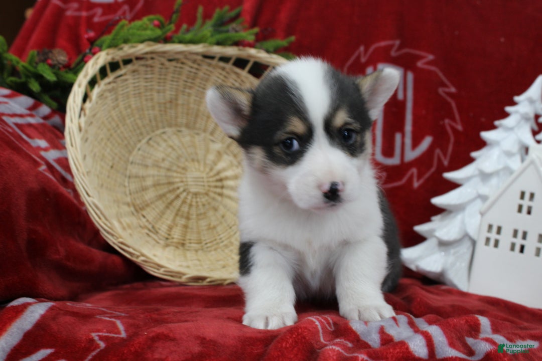 Welsh Corgi Pembroke dogs for sale: Buddy - Ad 5