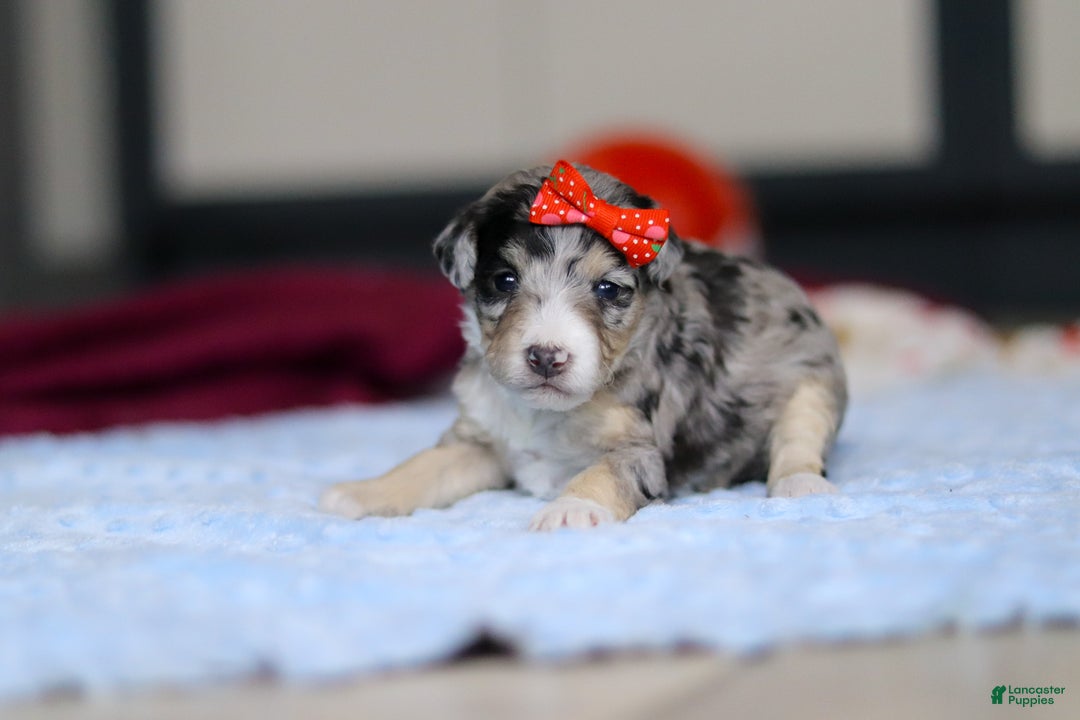 Mini Bernedoodle dogs for sale: Daisy — Female — $2499 - Ad 3