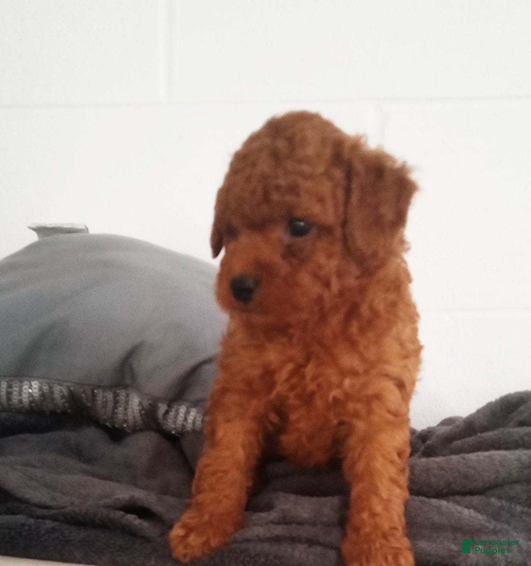 Miniature Poodle dogs for sale: Parker  - Ad 1