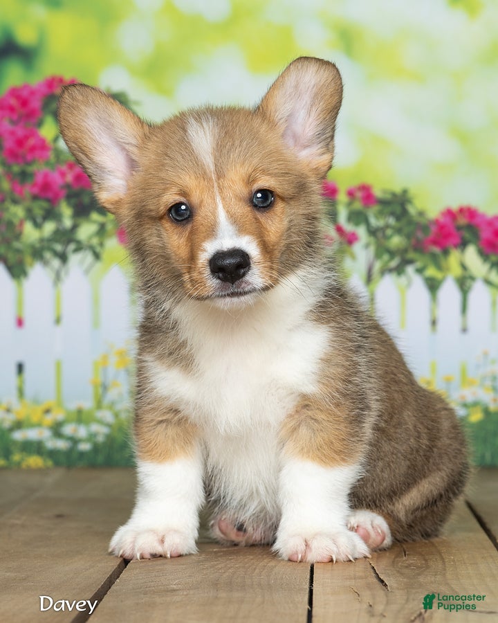 Welsh Corgi Pembroke dogs Davey - Ad 2
