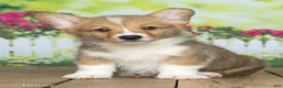 Welsh Corgi Pembroke dogs for sale: Davey - Ad 2