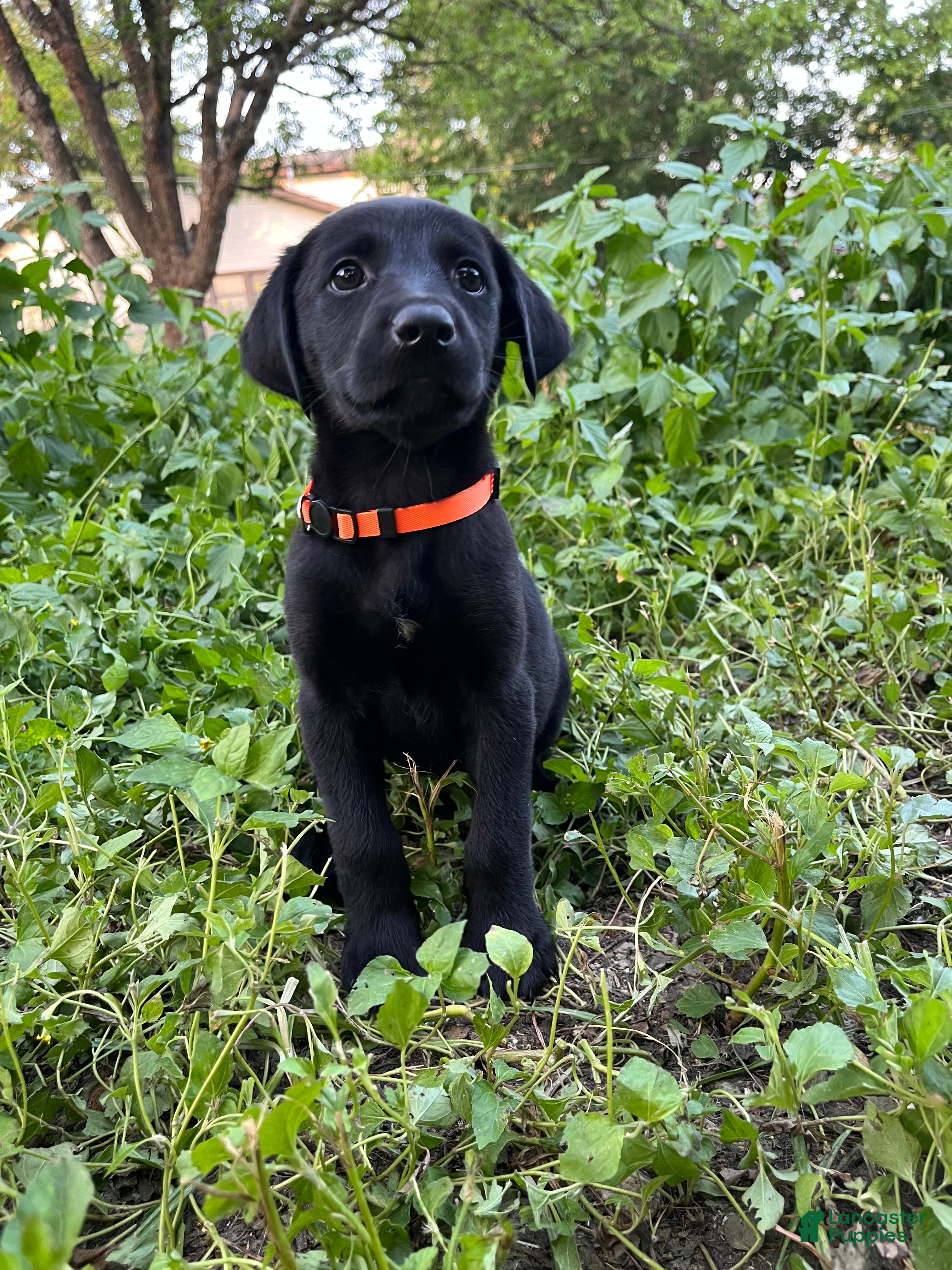 Mixed Breed dogs Orange - Ad 11