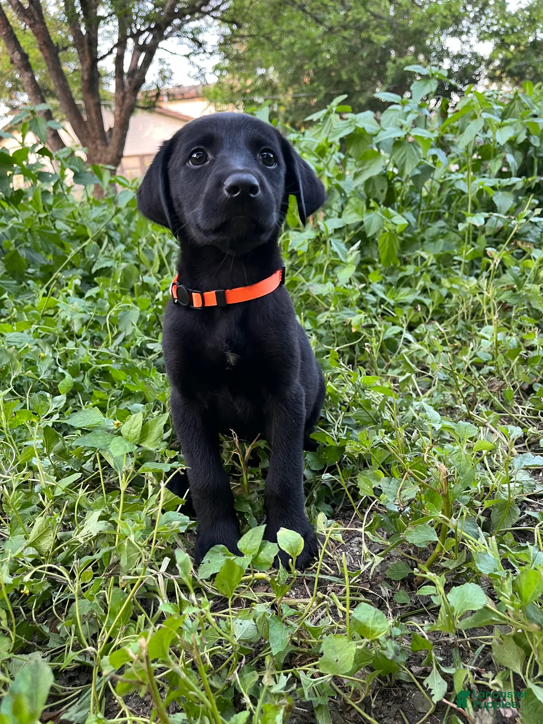 Mixed Breed dogs for sale: Orange - Ad 1