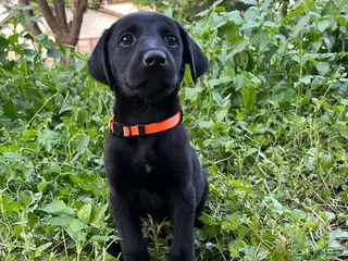 Mixed Breed dogs Orange - Ad 11