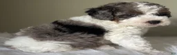 Mini Bernedoodle dogs for sale: Smoke - Ad 3