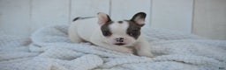 French Bulldog dogs for sale: Duncan - Ad 7