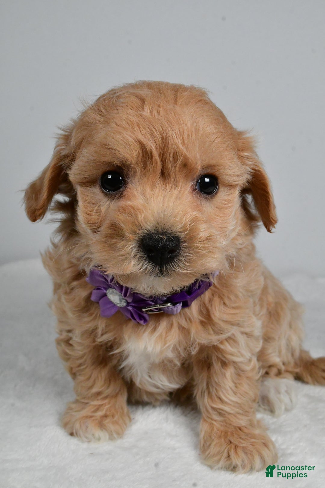 Maltipoo dogs for sale: Julie - Ad 5