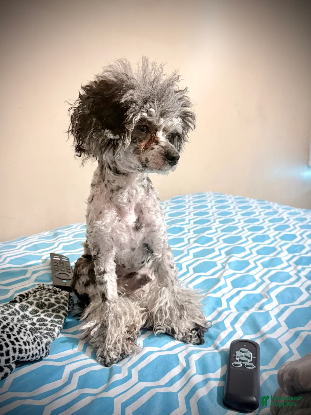 Toy Poodle dogs for stud: Julian - Ad 1