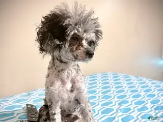 Toy Poodle dogs Julian - Ad 3