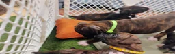Boxer dogs for sale: Boxer 5 - Ad 3