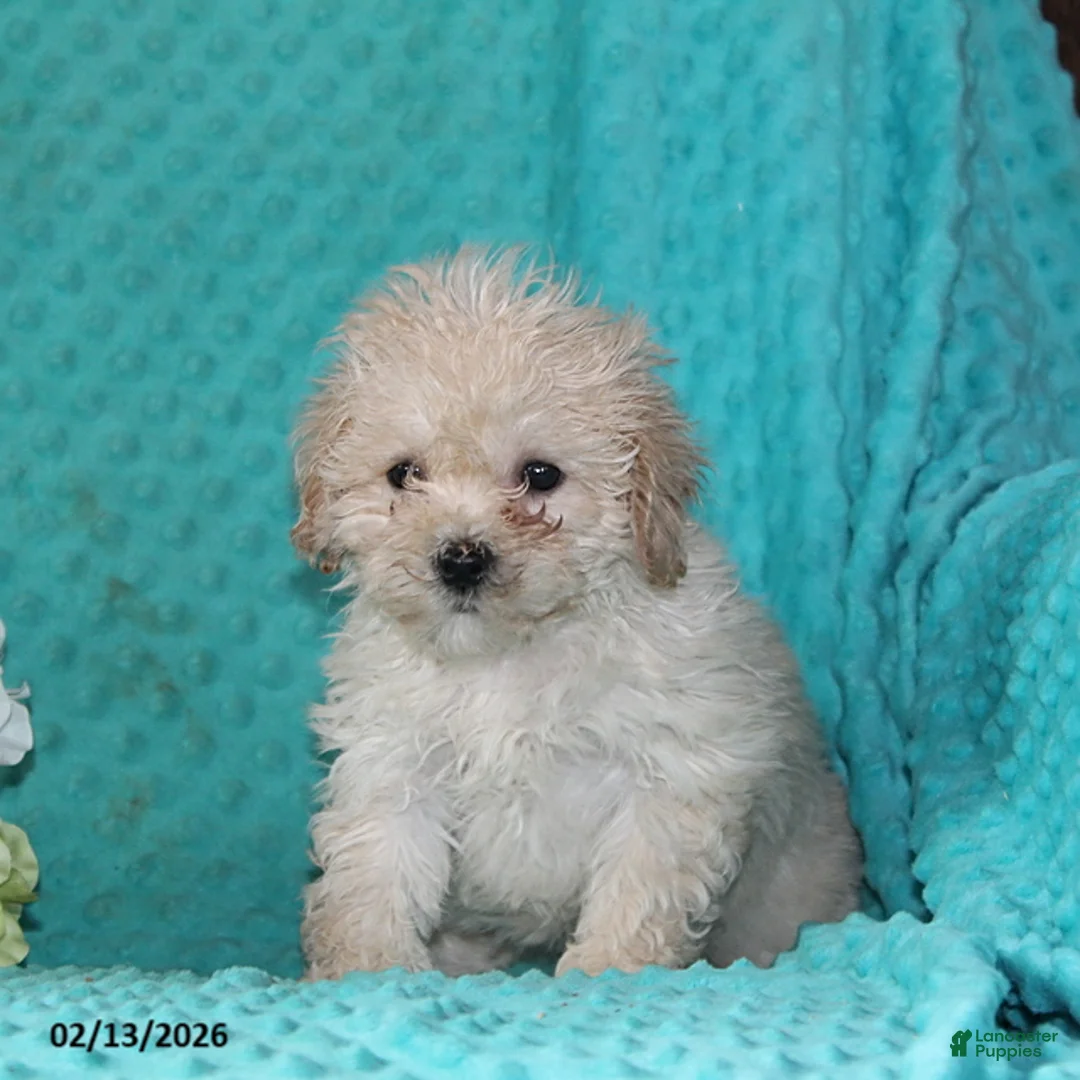 Bichpoo dogs for sale: Tessa - Ad 3