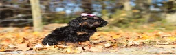 Miniature Poodle dogs for sale: Sophia (AKC) - Ad 4