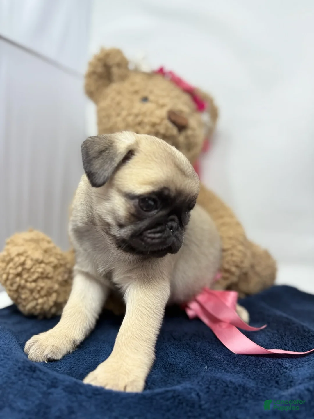 Pug dogs for sale: Skye - Ad 5
