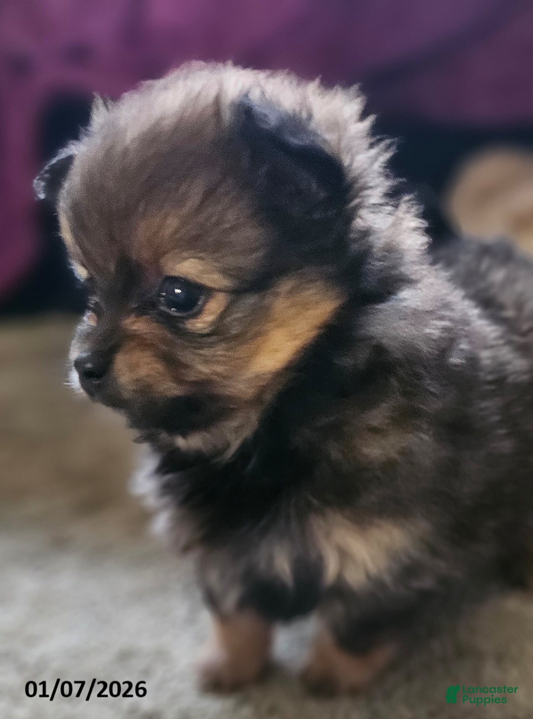 Pomeranian dogs for sale: Annie - Ad 2