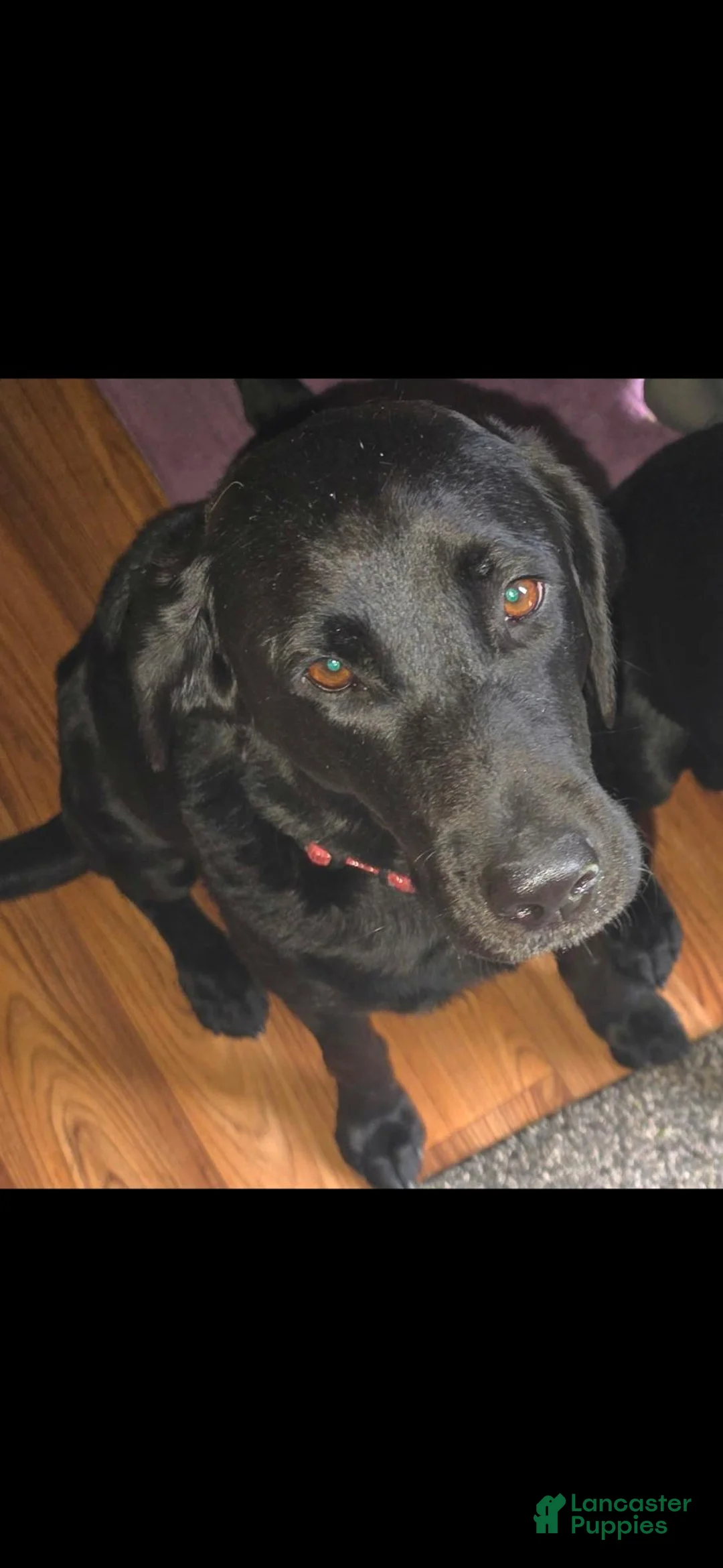 Labrador Retriever dogs for sale: Labrador Retriever 1 - Ad 2