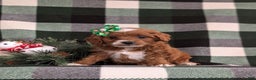 Cavapoo dogs for sale: Annaliese Hypoallergenic - Ad 4
