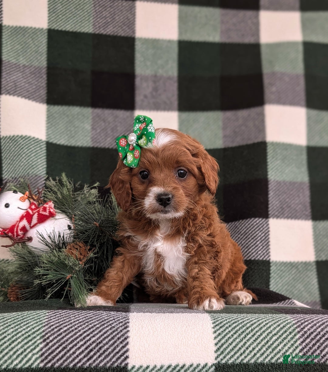 Cavapoo dogs for sale: Annaliese Hypoallergenic - Ad 4