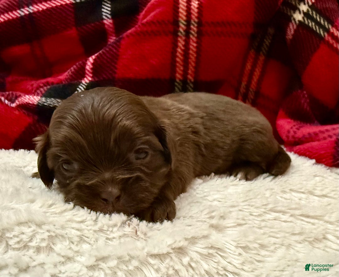 Shihpoo dogs for sale: Mila - Ad 7