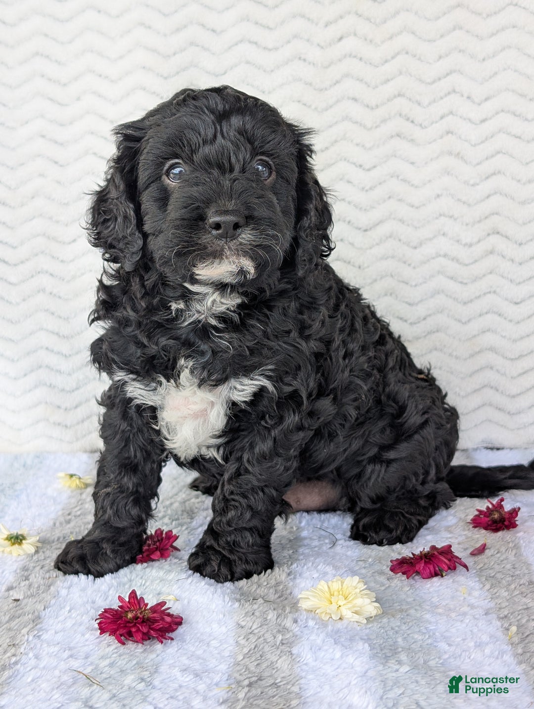 Cavapoo dogs for sale: Bodie - Ad 13