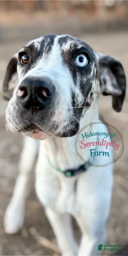 Gallery Image {{count}}