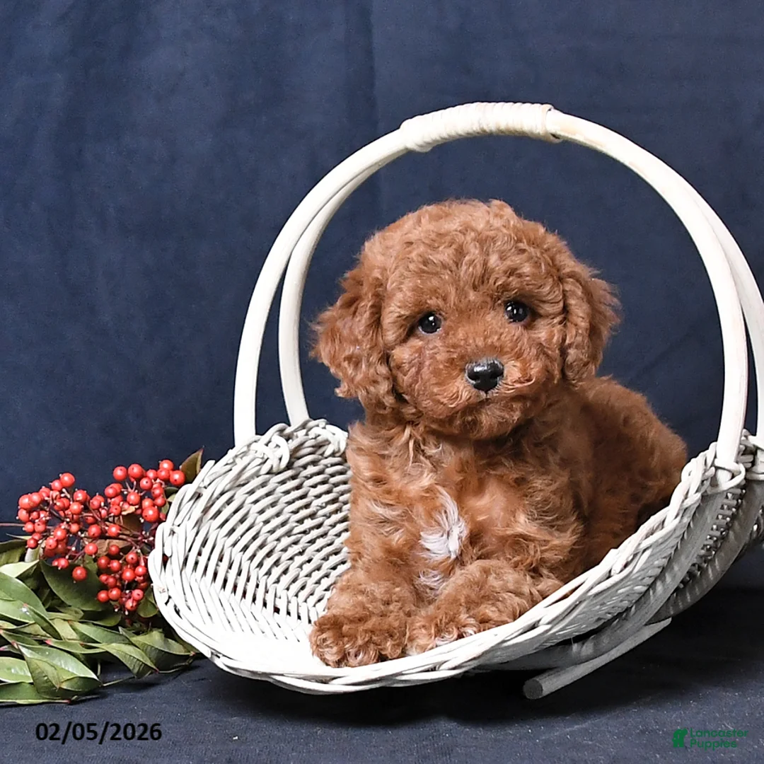 Miniature Poodle dogs for sale: Oakley - Ad 3