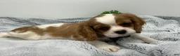 Cavalier King Charles Spaniel dogs for sale: KING - Ad 4