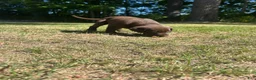 Labrador Retriever dogs for sale: Lisa - Ad 2