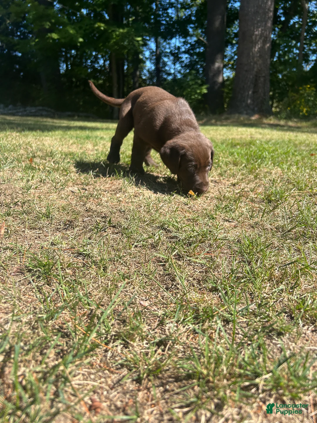 Labrador Retriever dogs for sale: Lisa - Ad 2