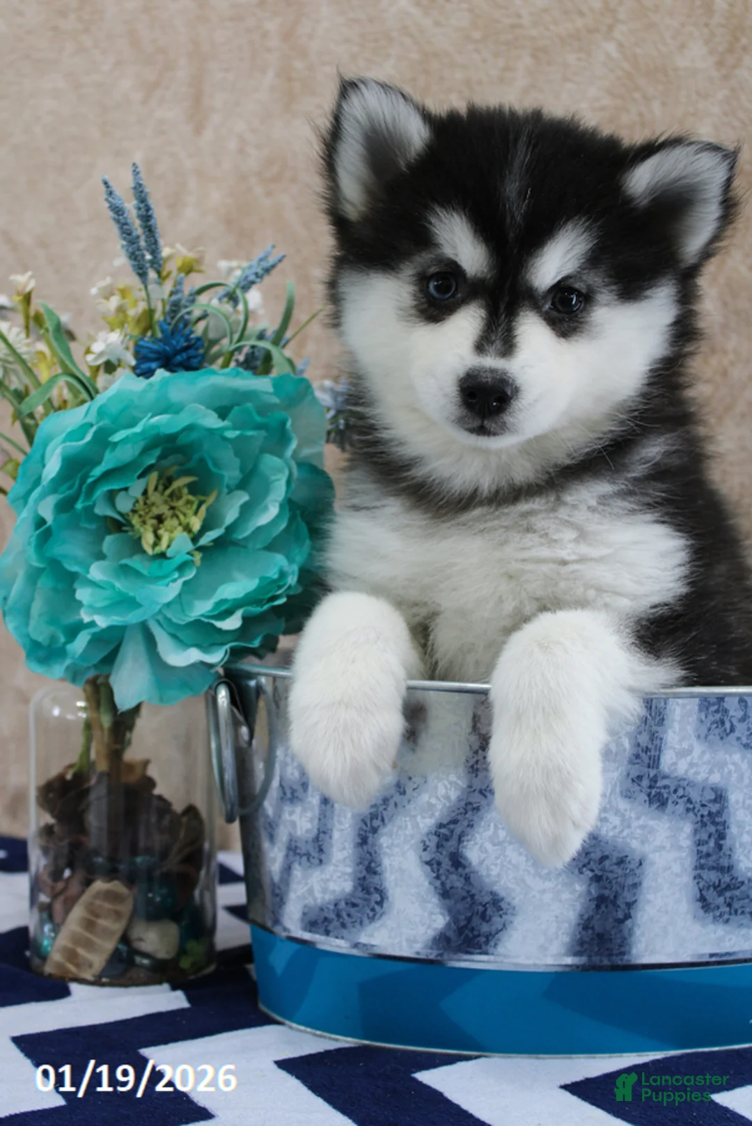 Pomsky dogs for sale: Celia - Ad 2
