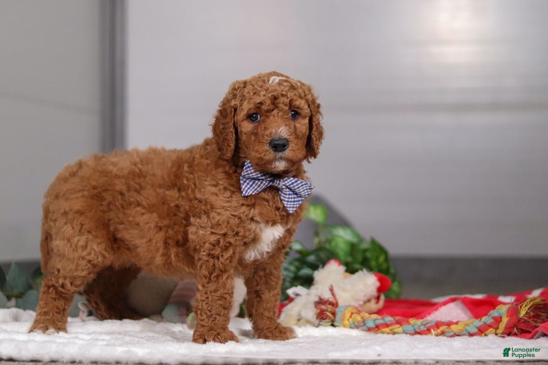 Standard Poodle dogs for sale: Luke - Ad 2