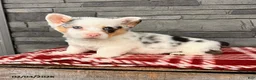 Welsh Corgi Pembroke dogs for sale: Duke - Ad 1