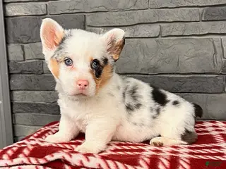 Welsh Corgi Pembroke dogs Duke - Ad 29