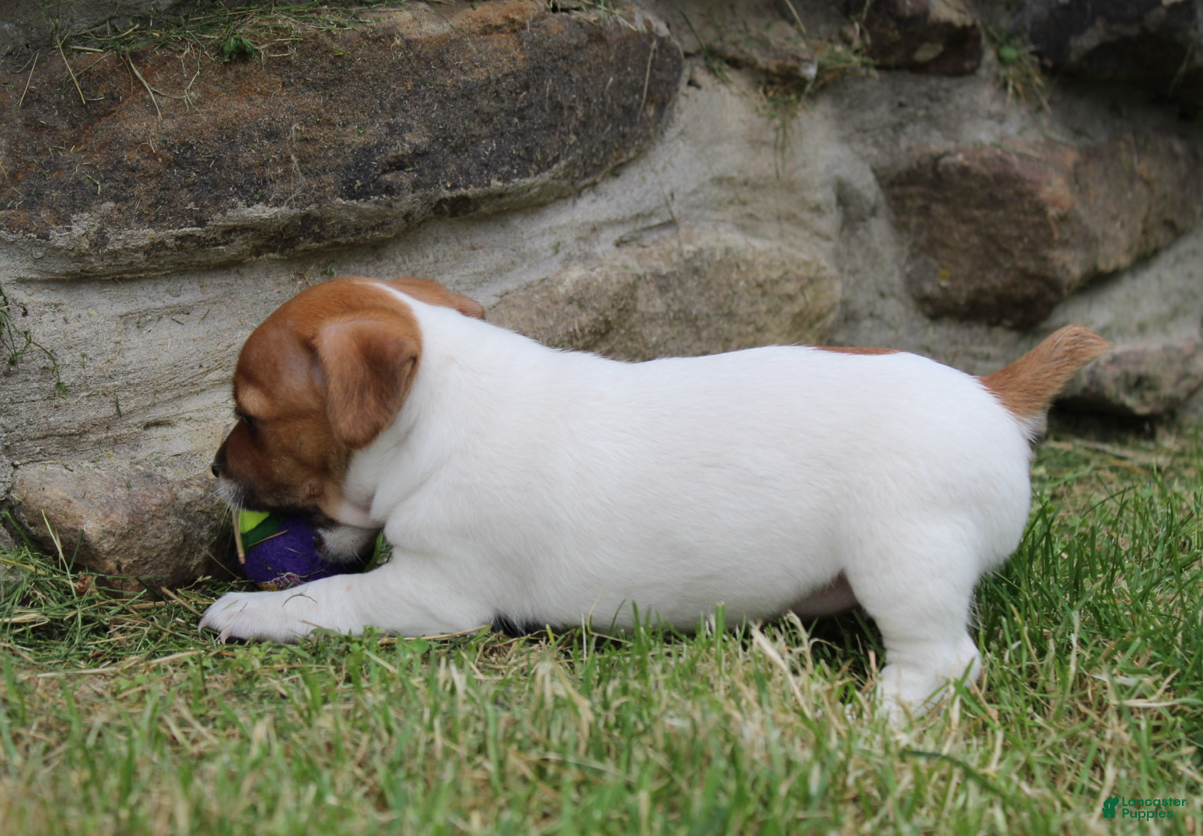 Jack Russell Terrier dogs Zoey - Ad 2