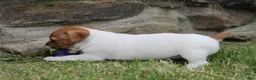 Jack Russell Terrier dogs for sale: Zoey - Ad 4