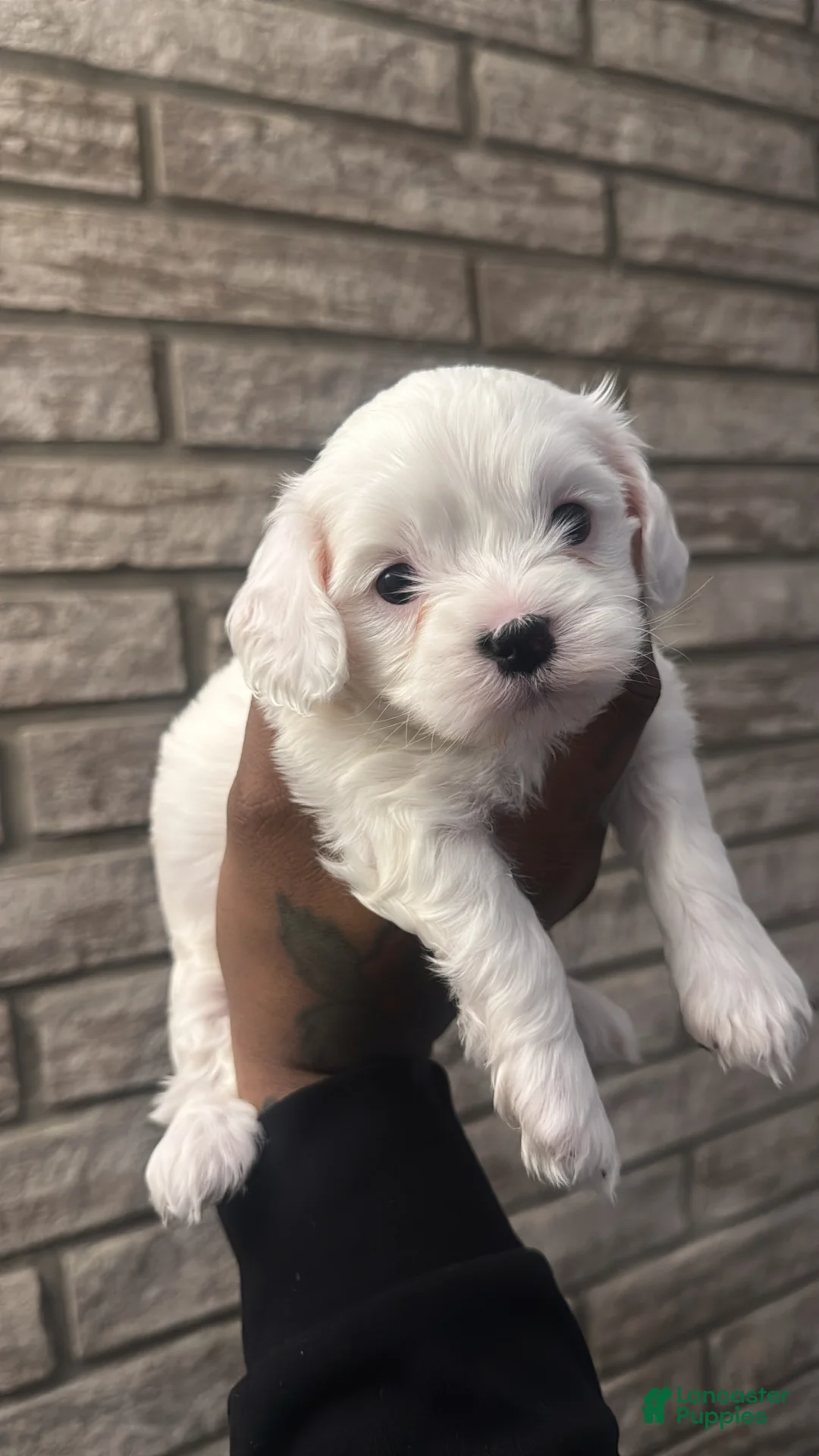 Cavapoo dogs for sale: Cavapoo Puppy 4 - Ad 1