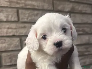 Cavapoo dogs Cavapoo Puppy 4 - Ad 19