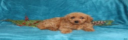 Mini Goldendoodle dogs for sale: Twinkles  - Ad 4